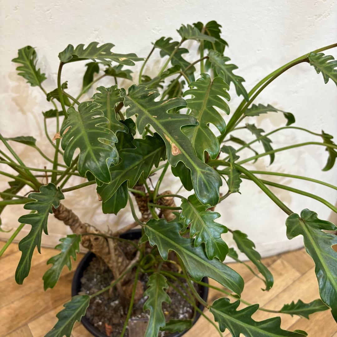【大株美形】フィロデンドロン　クッカバラ　根上がり