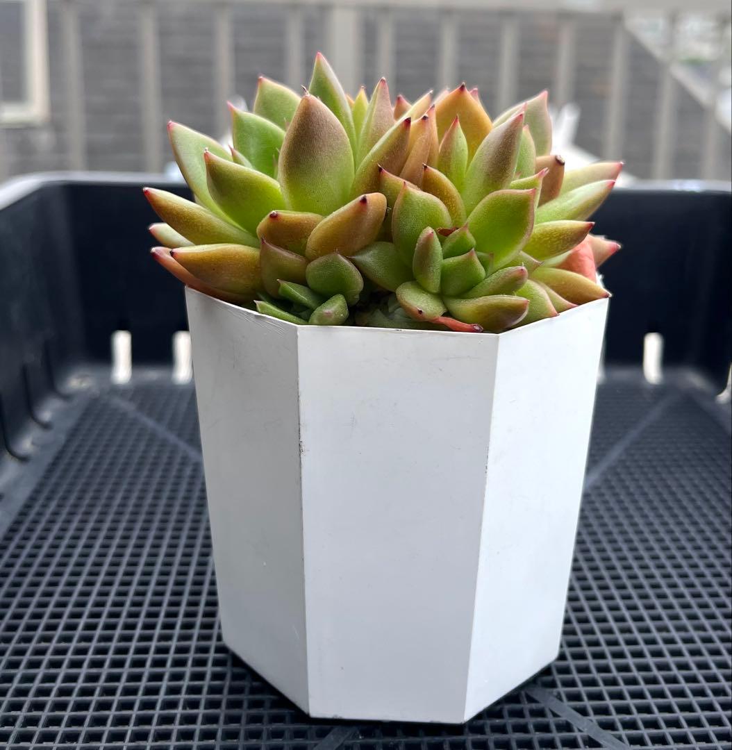 多肉植物【ヴァッションエボニー】抜き苗