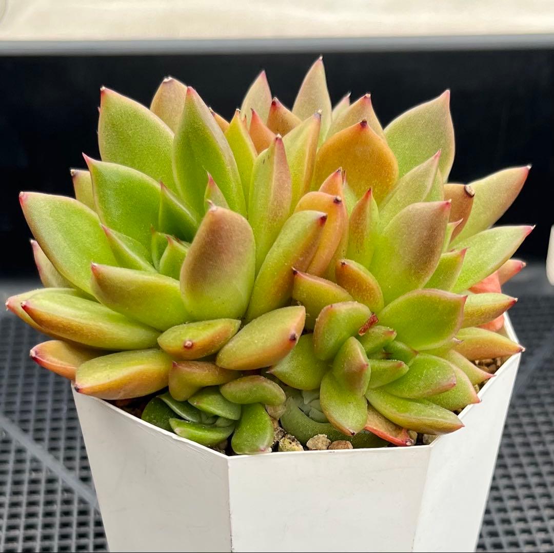 多肉植物【ヴァッションエボニー】抜き苗