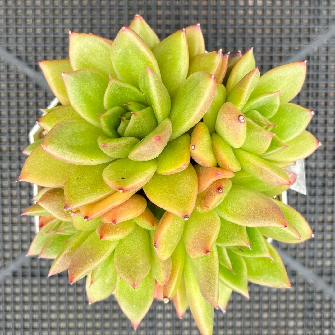 多肉植物【ヴァッションエボニー】抜き苗