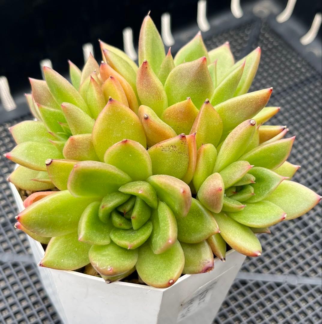 多肉植物【ヴァッションエボニー】抜き苗