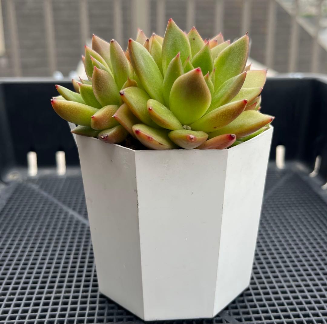 多肉植物【ヴァッションエボニー】抜き苗