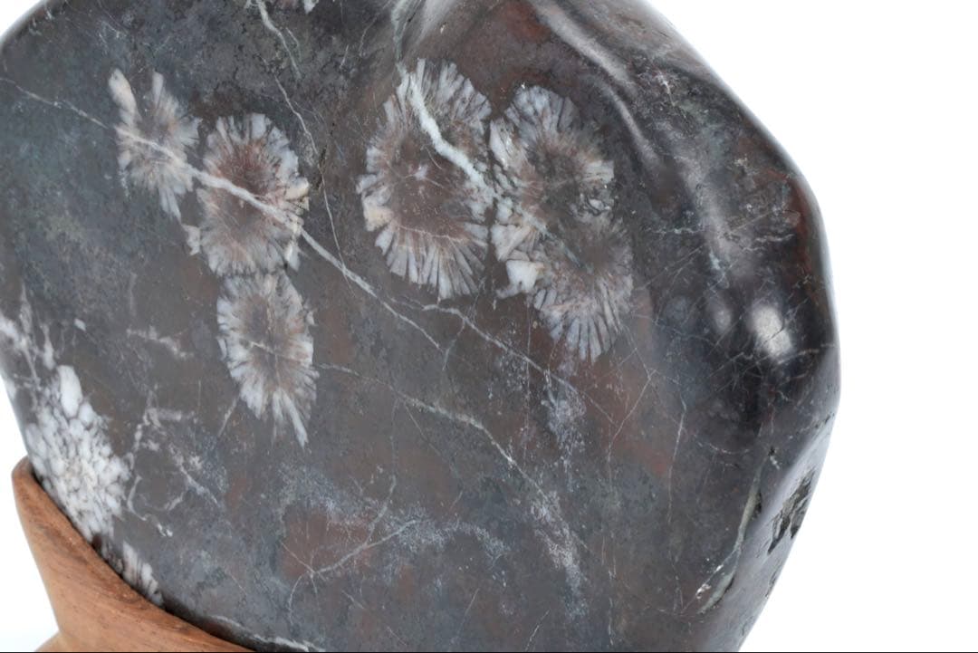 菊花石 紋石 鑑賞石 1.5kg 台座付 天然石 原石 水石 盆石 飾石 古美術