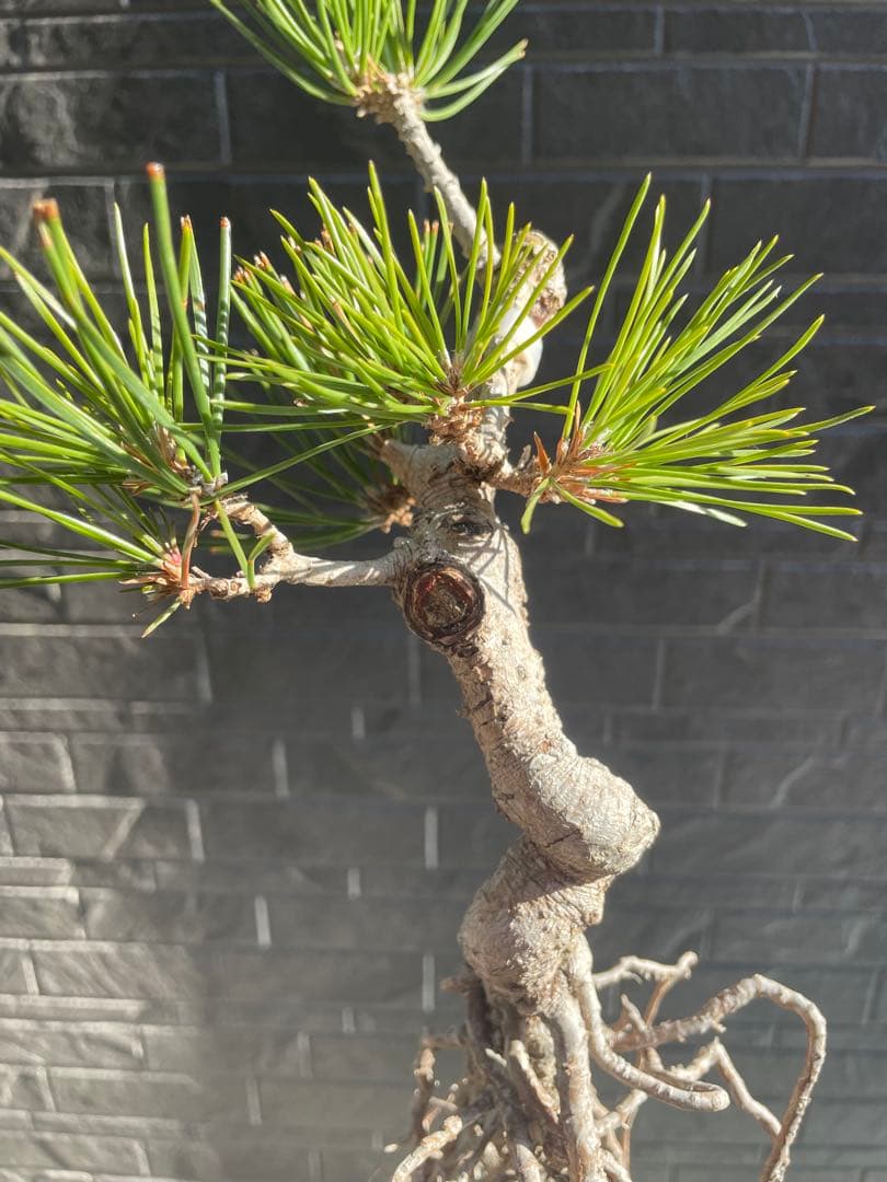 根上がり黒松中品盆栽