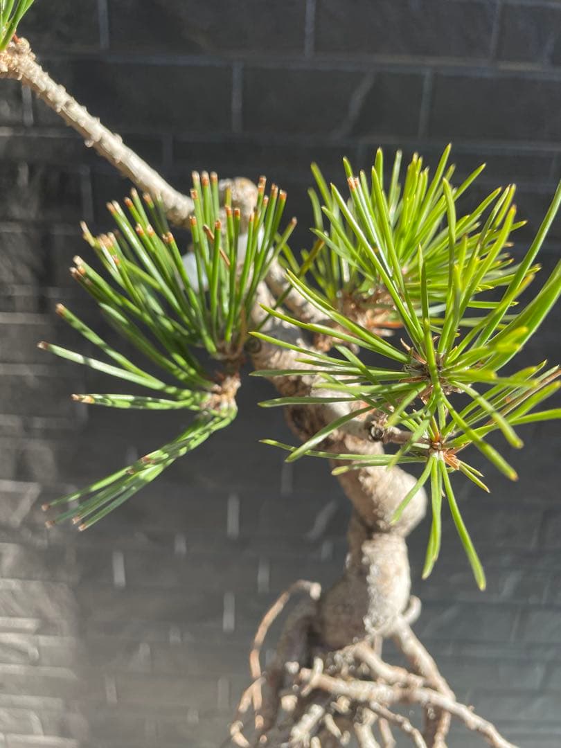 根上がり黒松中品盆栽