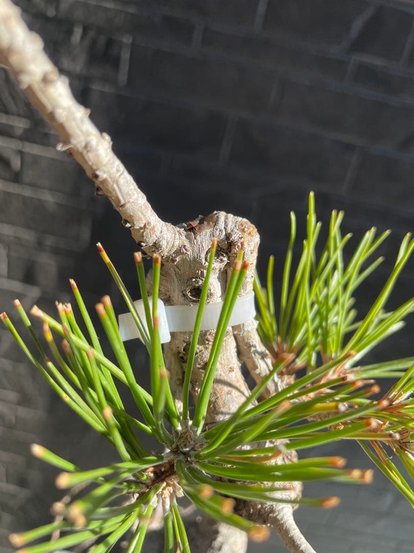 根上がり黒松中品盆栽