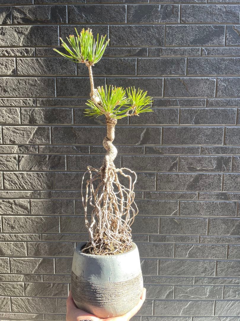 根上がり黒松中品盆栽