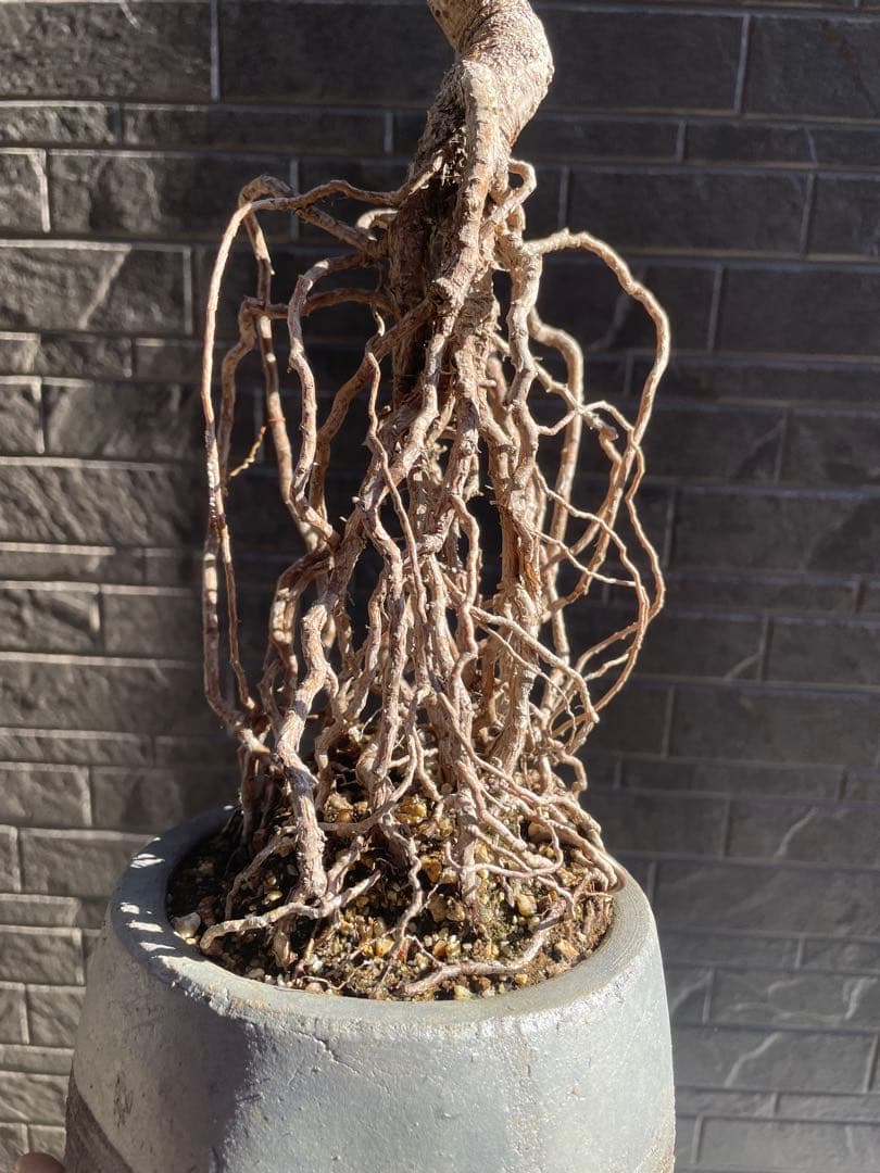 根上がり黒松中品盆栽