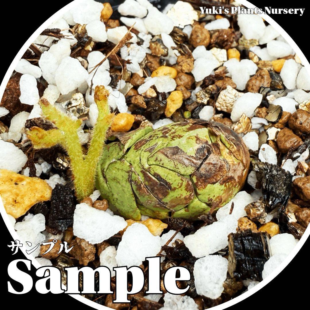 クプアス [熱帯果樹]スーパーフード テオブロマ・グランディフローラム