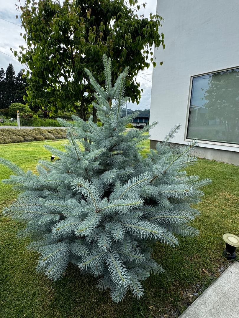 プンゲンストウヒ エディス