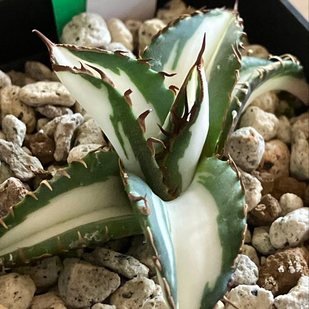 サービス品 【鉢ごと発送】速達 アガベ 太陽神錦 白中斑 TC - メルカリ