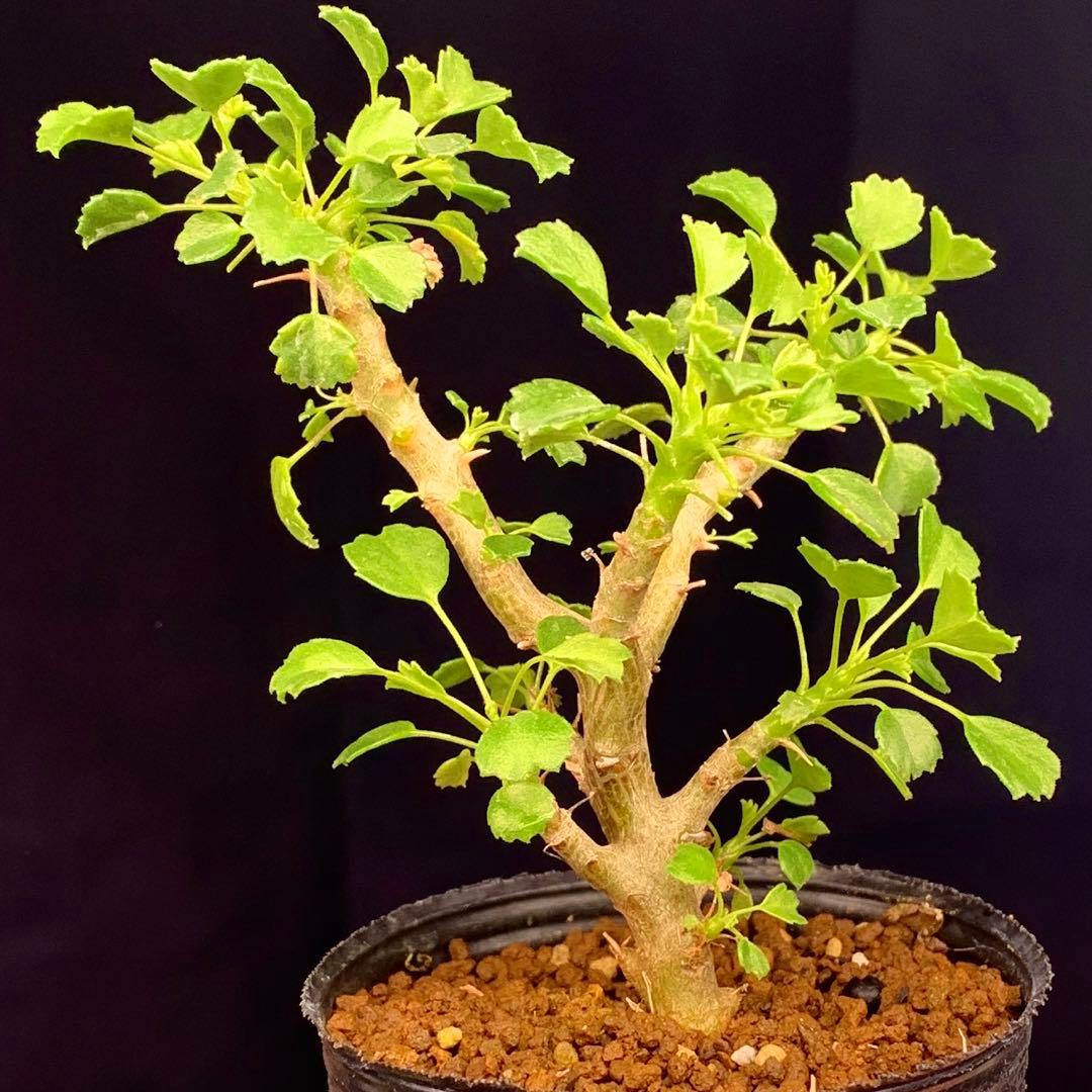 レア実生！ ゼロフィトン ペラルゴニウム 多肉植物 塊根植物 灌木