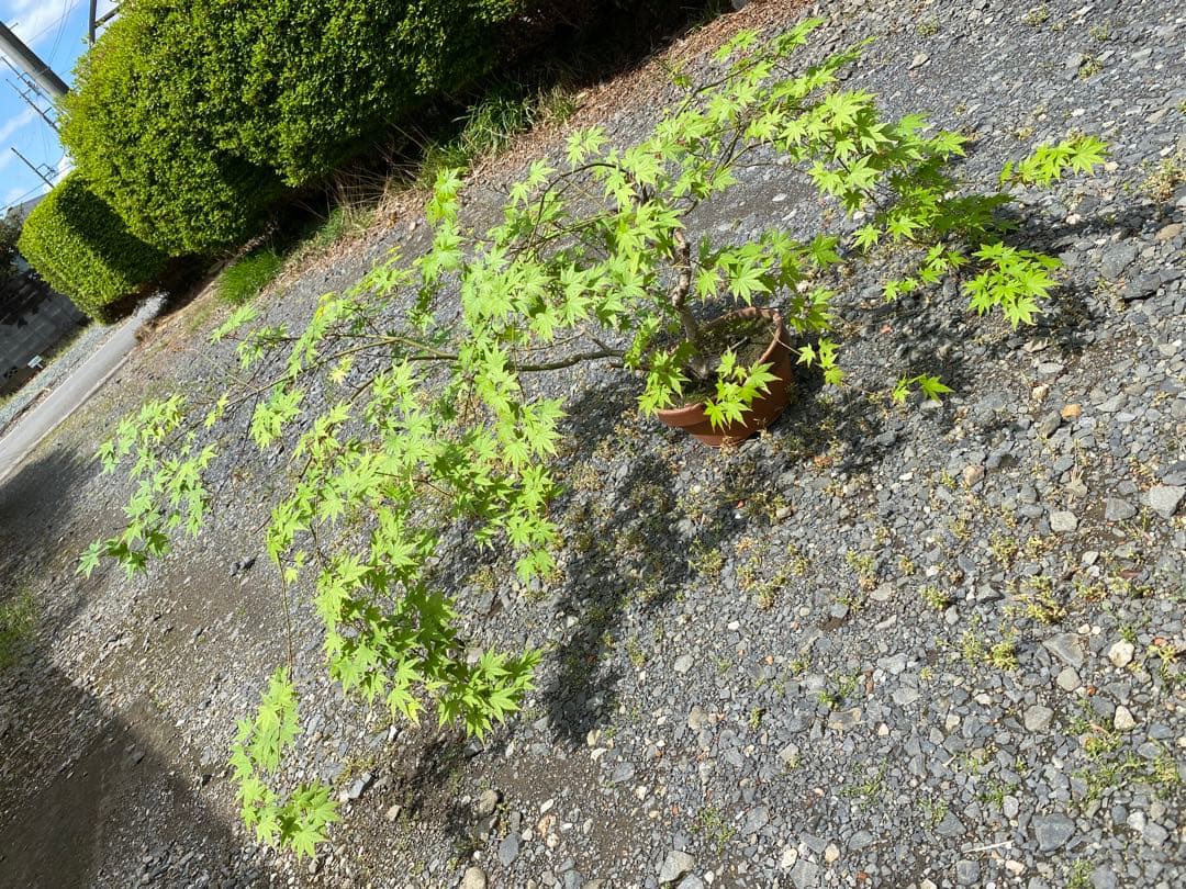 もみじ　盆栽