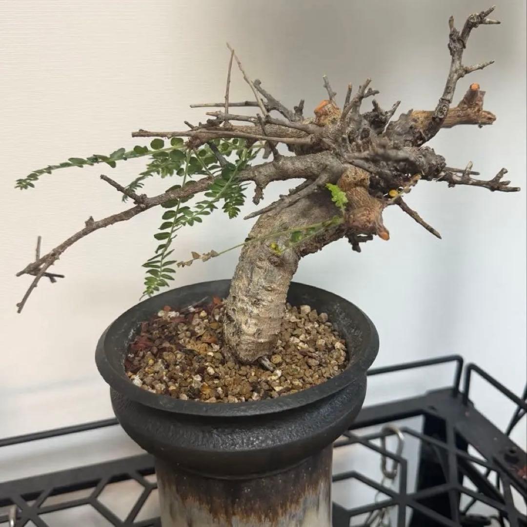 ネグレクタ　カタチ製作所　Mederu pot トーチ Mサイズ