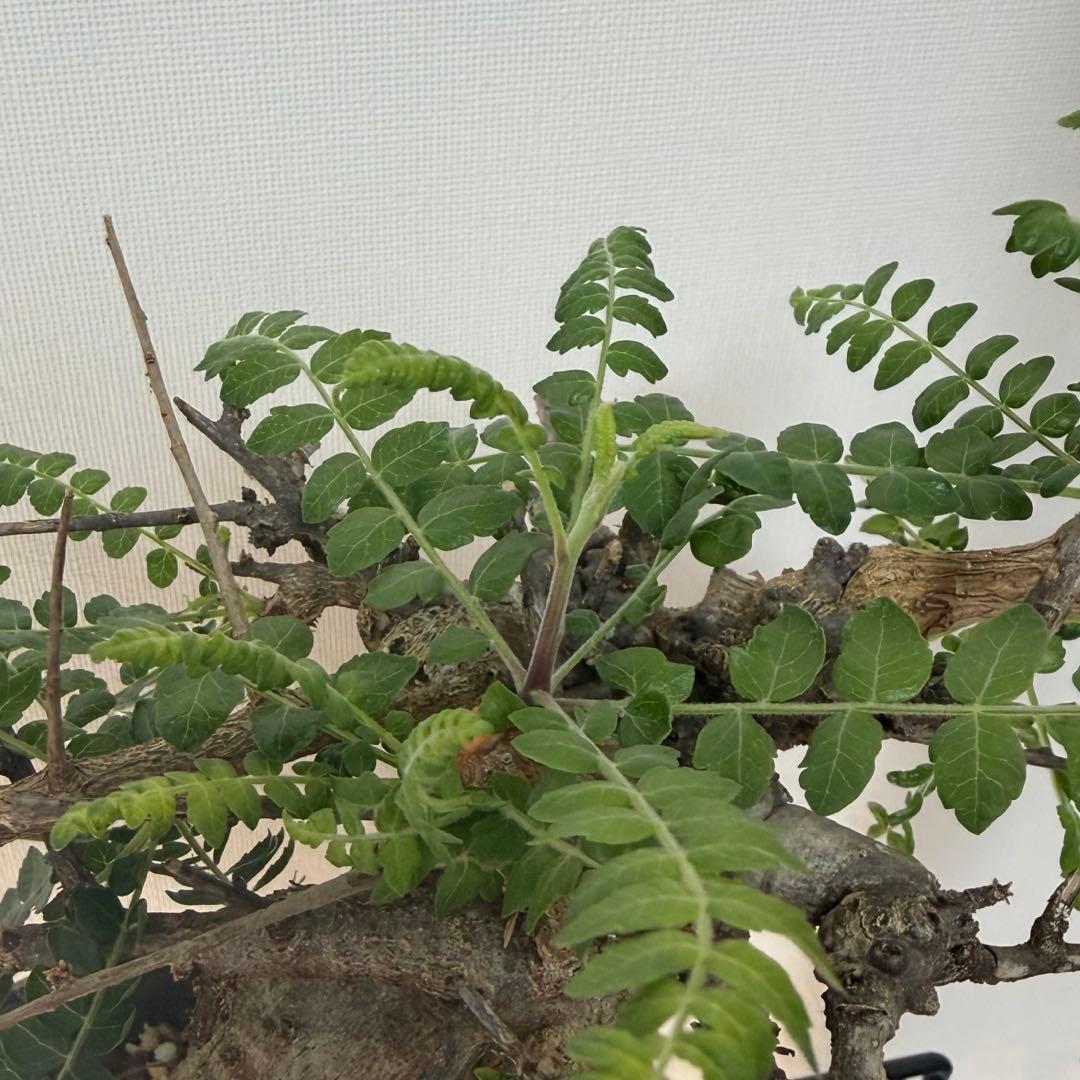 ネグレクタ　カタチ製作所　Mederu pot トーチ Mサイズ