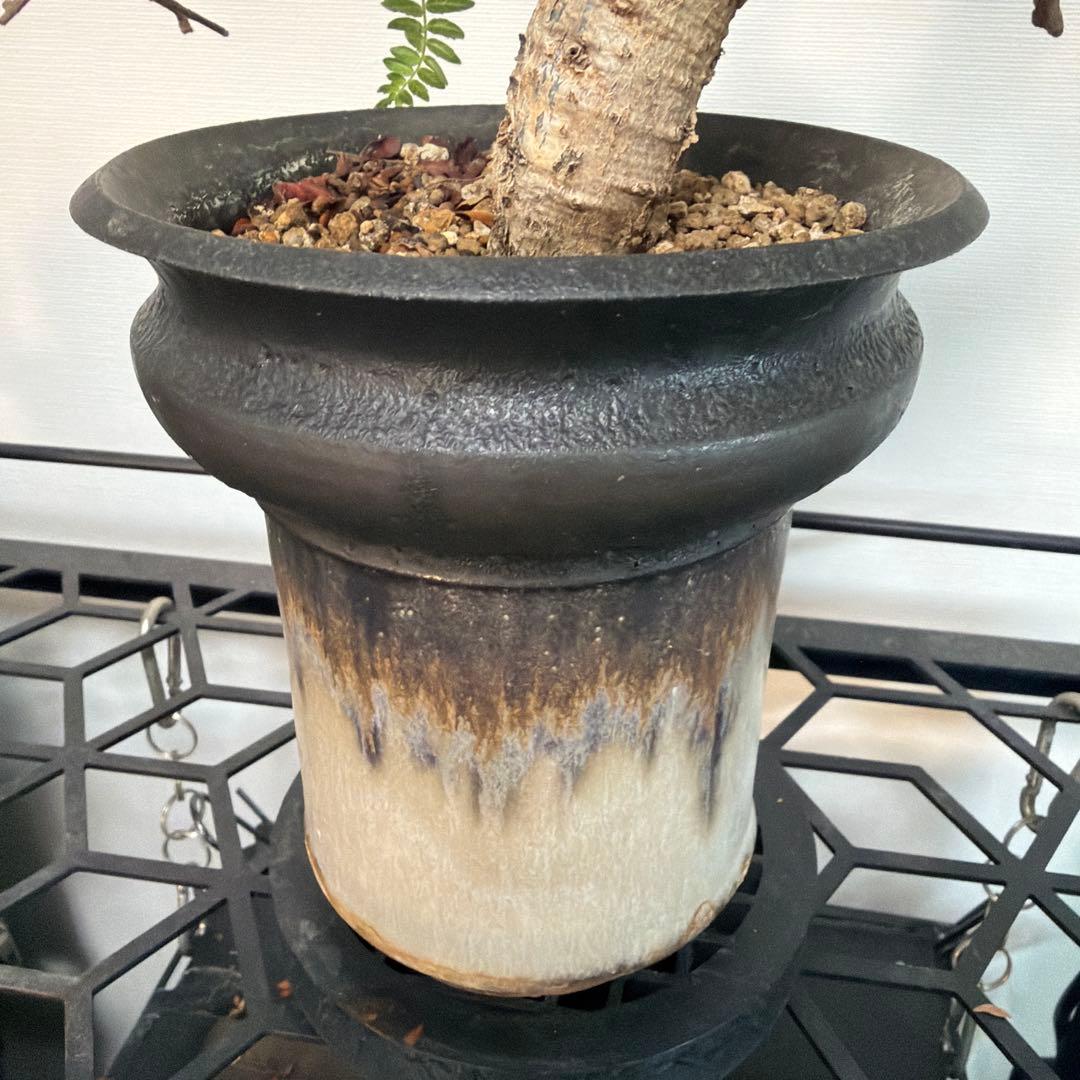 ネグレクタ　カタチ製作所　Mederu pot トーチ Mサイズ