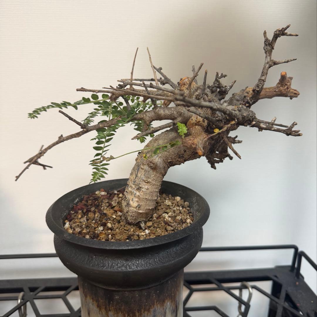 ネグレクタ　カタチ製作所　Mederu pot トーチ Mサイズ