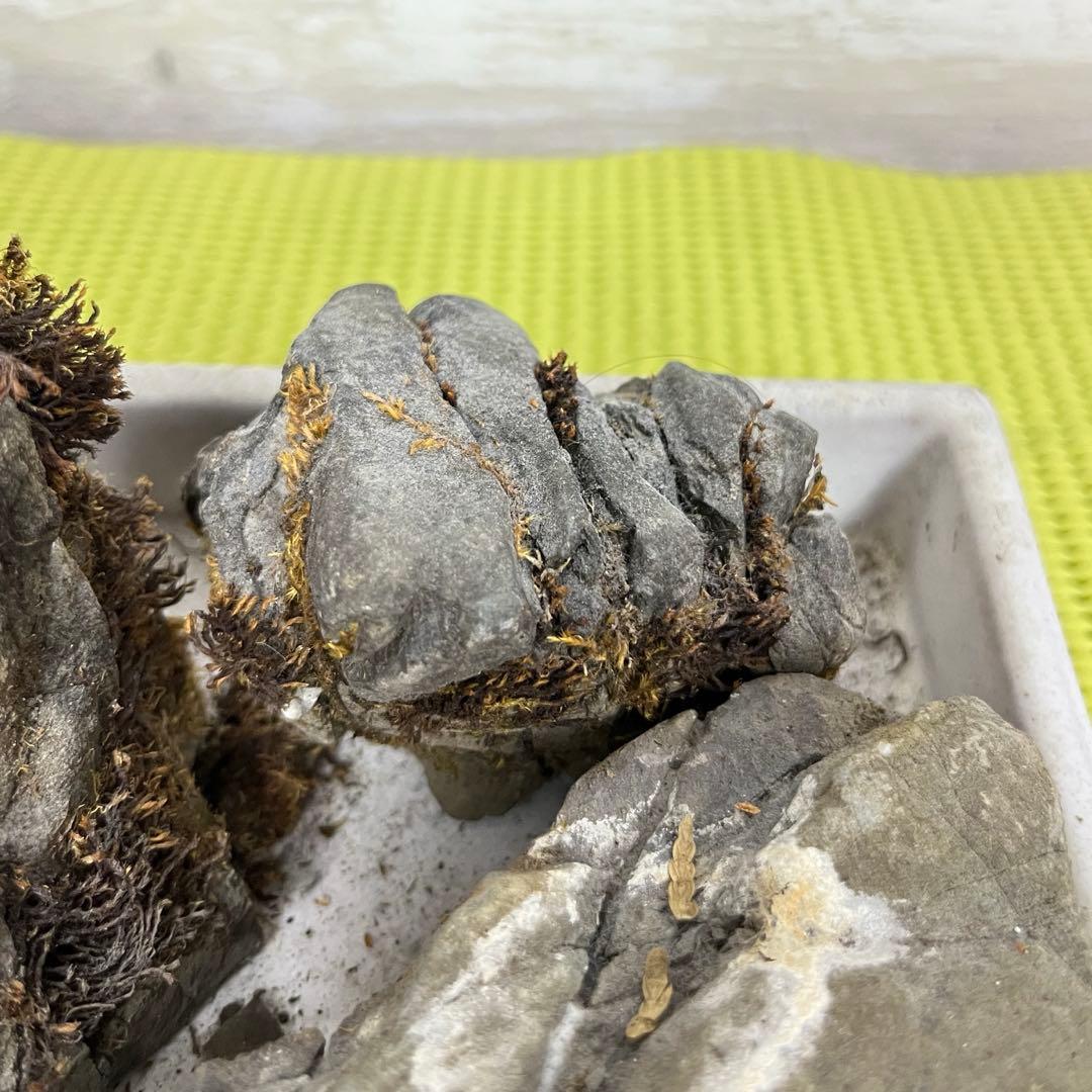 5個セット】誉平(ポンピラ）石 自然石 水石 盆栽 鑑賞 台つき - メルカリ