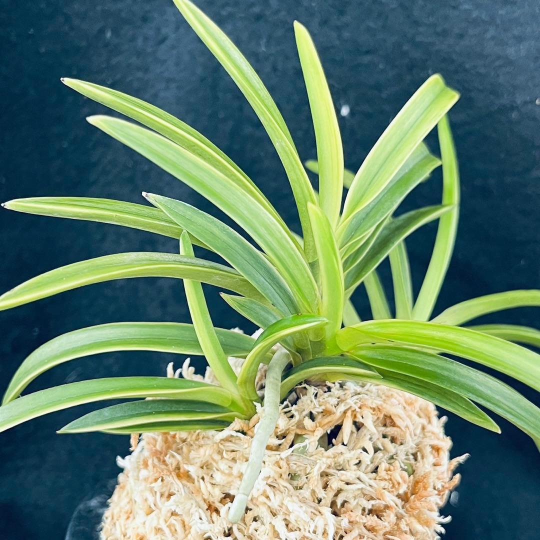 富貴蘭 『大和錦』4本立 風蘭 春蘭 中国蘭 長生蘭 山野草 多肉植物