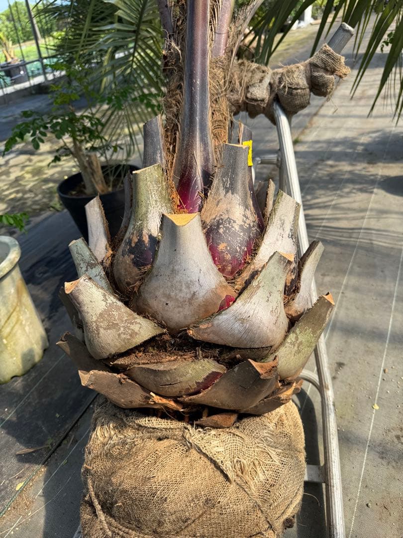 ココスヤシシルバーリーフ 【極太】葉先200cm 幹回り125cm 幹高50cm