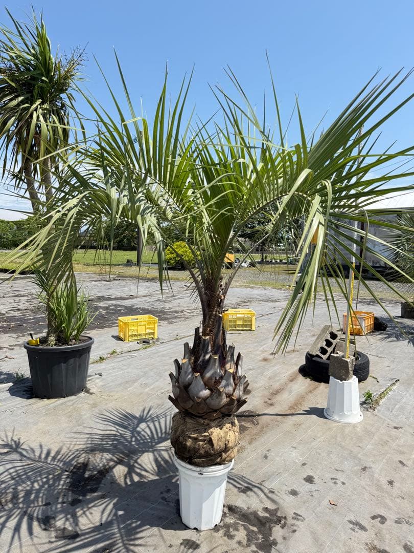 ココスヤシシルバーリーフ 【極太】葉先200cm 幹回り125cm 幹高50cm