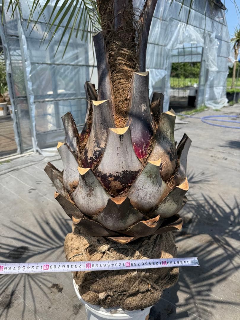 ココスヤシシルバーリーフ 【極太】葉先200cm 幹回り125cm 幹高50cm