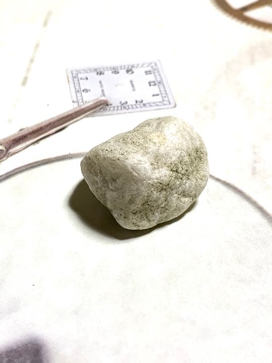 新種　No.15 ブルーアクトゥリアンシーライト