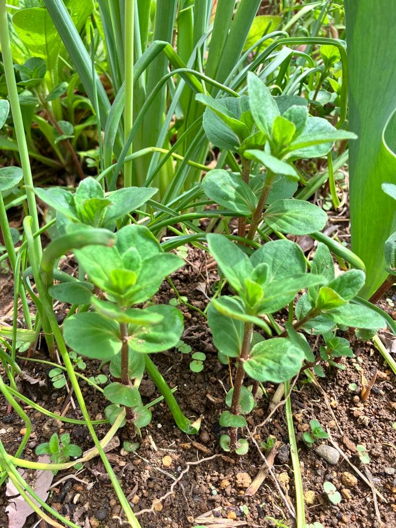 和ハッカ　抜き苗 3本　匿名配送