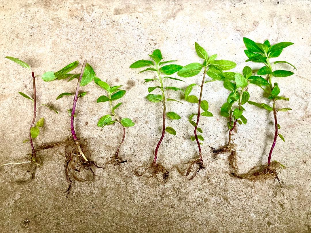 和ハッカ　抜き苗 3本　匿名配送