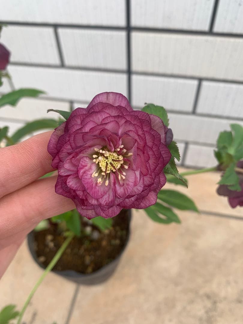 今週限定　野田園芸　クリスマスローズ