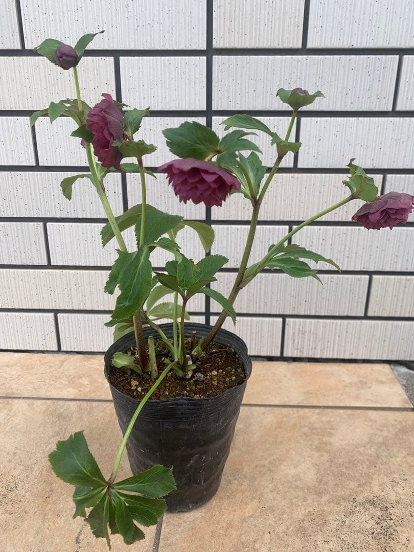 今週限定　野田園芸　クリスマスローズ