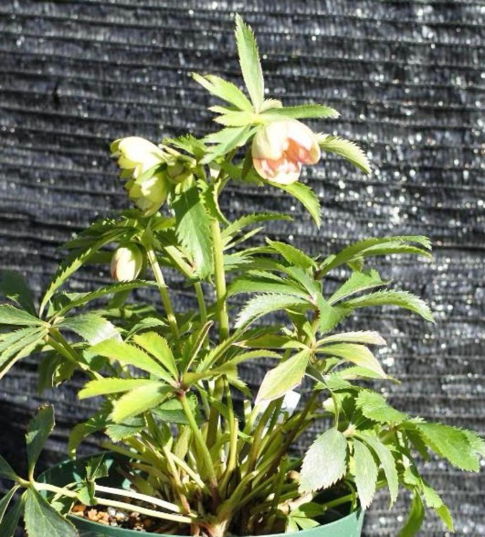 も*読様 3576☘️蕾花付き☘️⭐️オーレアXボッコネイ⭐️芳香⭐️小輪⭐️ピ