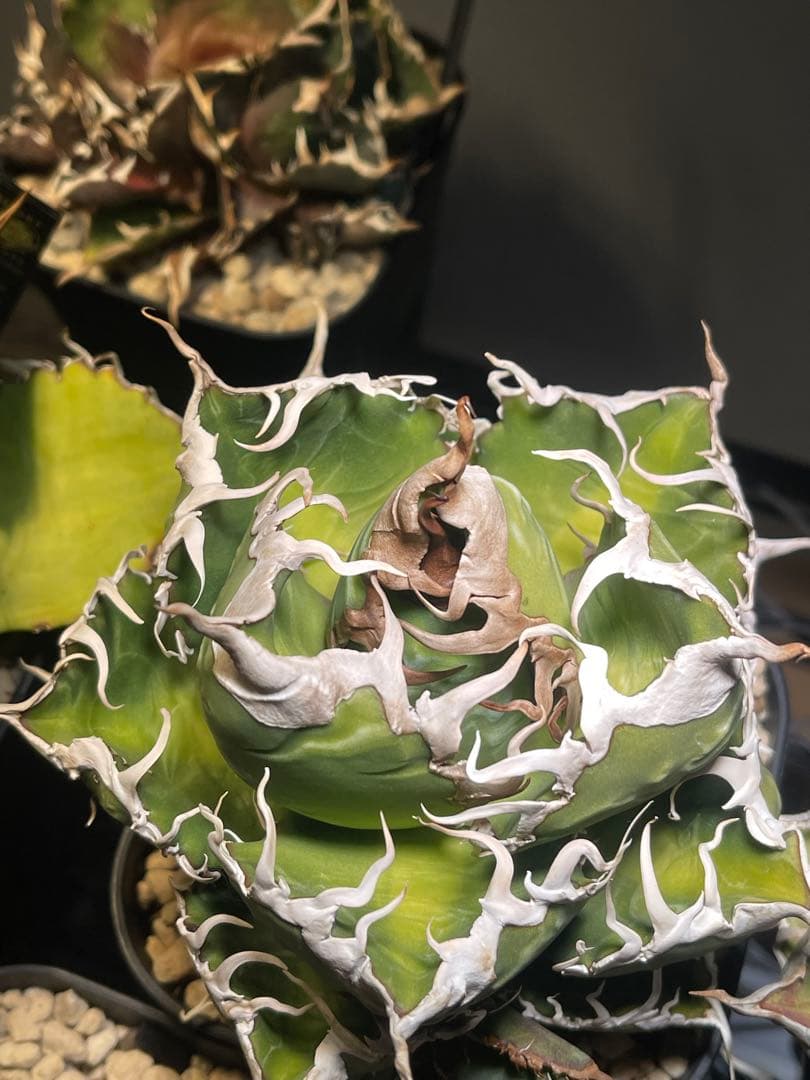 アガベ　スーパーチタノタ　オテロイ　悪魔くん　スパチタ　大株　バケモノ