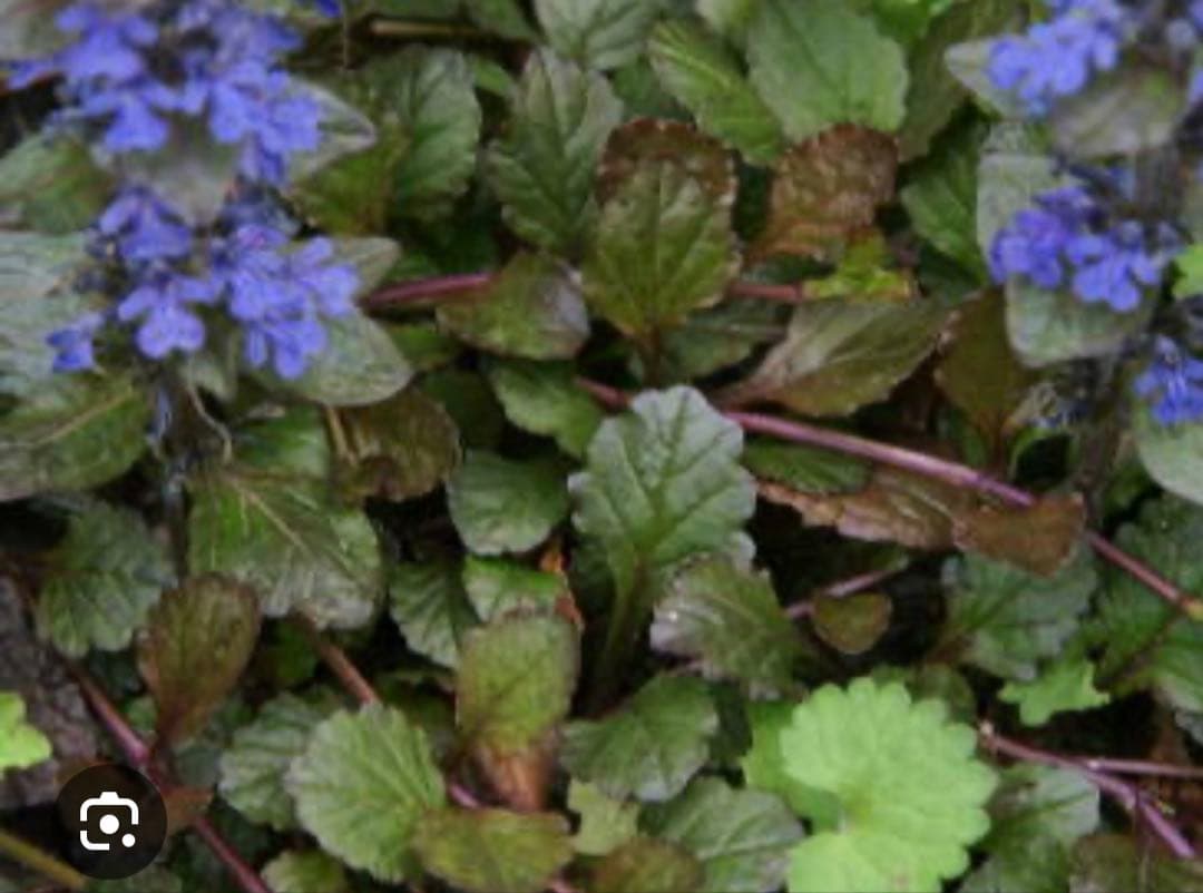 アジュガ 10株(ネコポス) - メルカリ