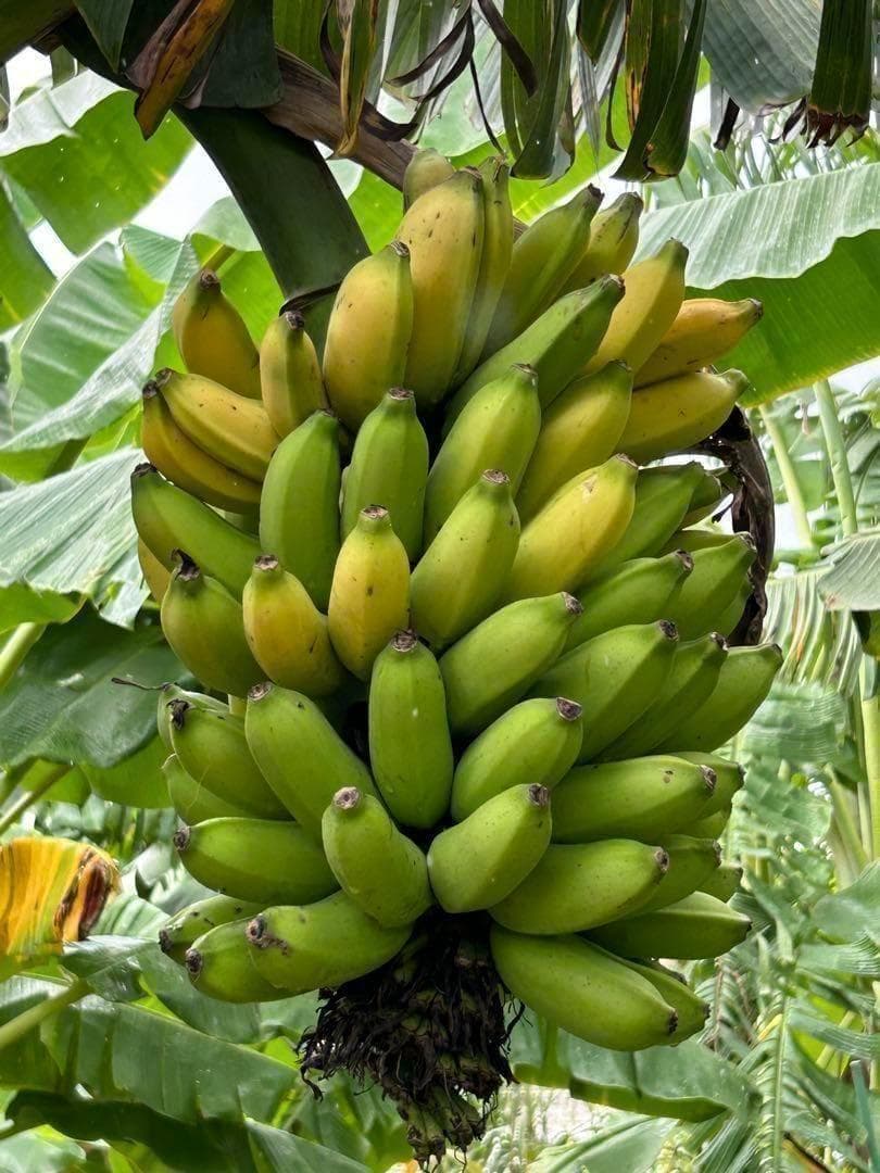 驚愕！250㎝巨大苗◆木熟＝ゴールドバナナ、低木、耐病耐寒強。初心者向◆絶対糖度