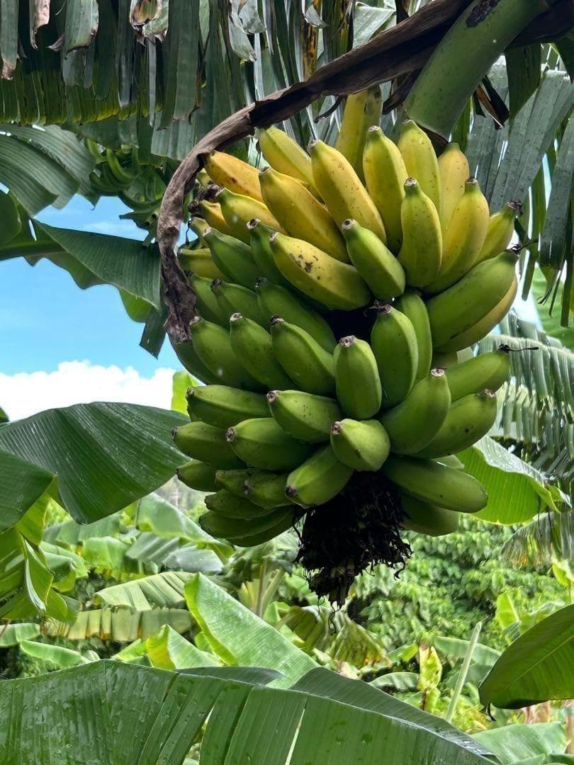 驚愕！250㎝巨大苗◆木熟＝ゴールドバナナ、低木、耐病耐寒強。初心者向◆絶対糖度