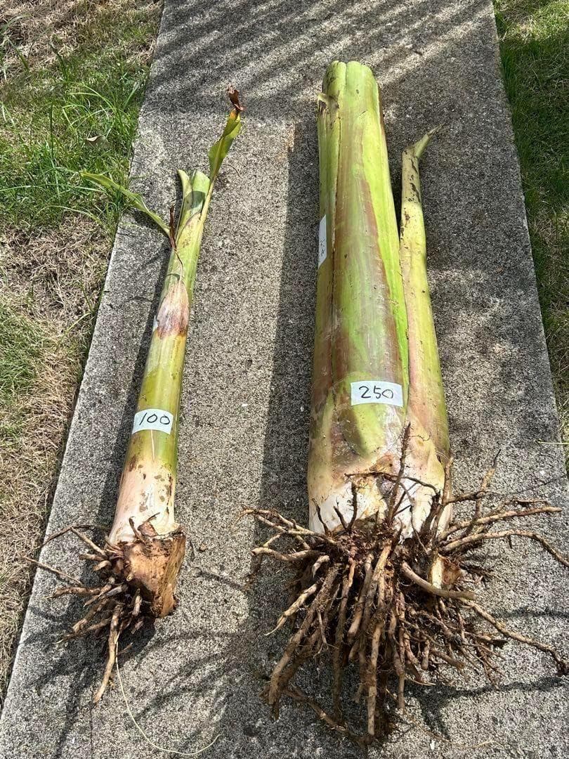 驚愕！250㎝巨大苗◆木熟＝ゴールドバナナ、低木、耐病耐寒強。初心者向◆絶対糖度