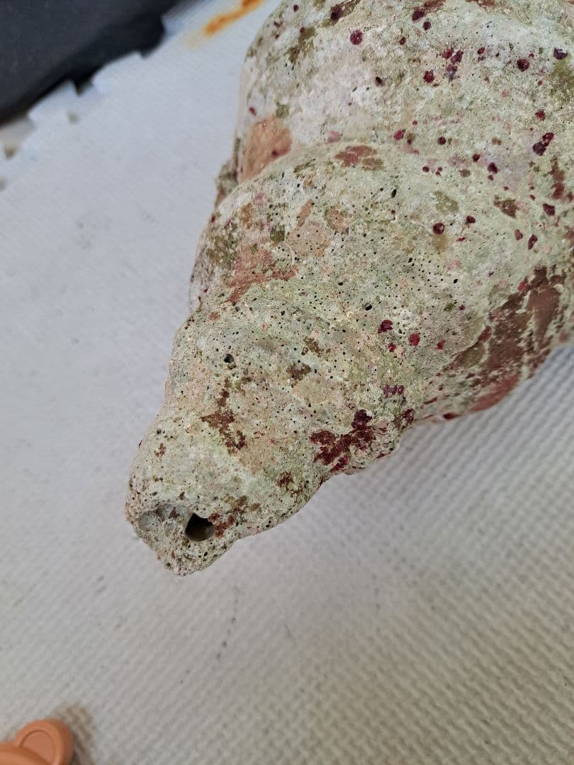 沖縄県産☆特大法螺貝