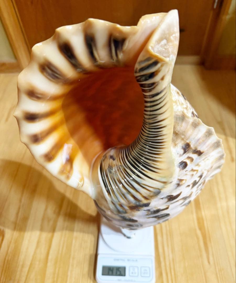 特大肉厚42.5㎝修験道法螺貝 山伏 密教 魔除け 熊よけ❣️