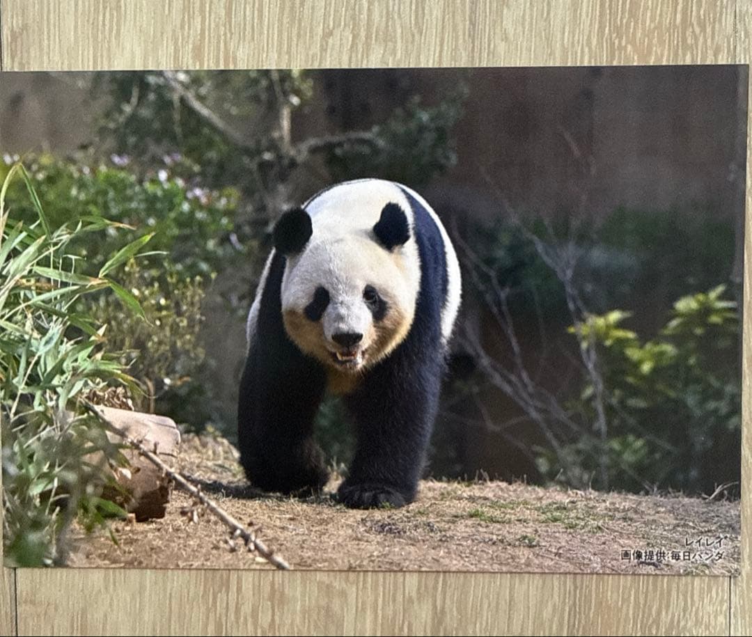 非売品 毎日パンダさんの双子の思い出ポストカード⭐︎シャオシャオ