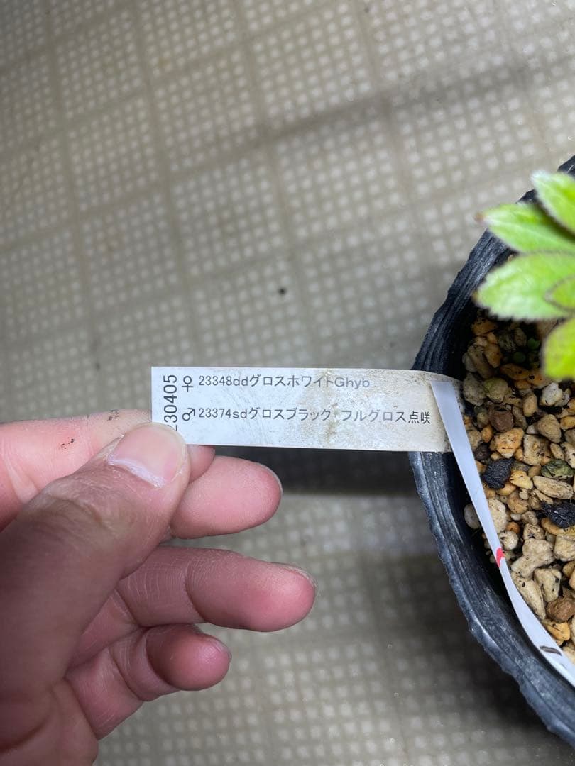 加藤農園 フルグロス交配 クリスマスローズ