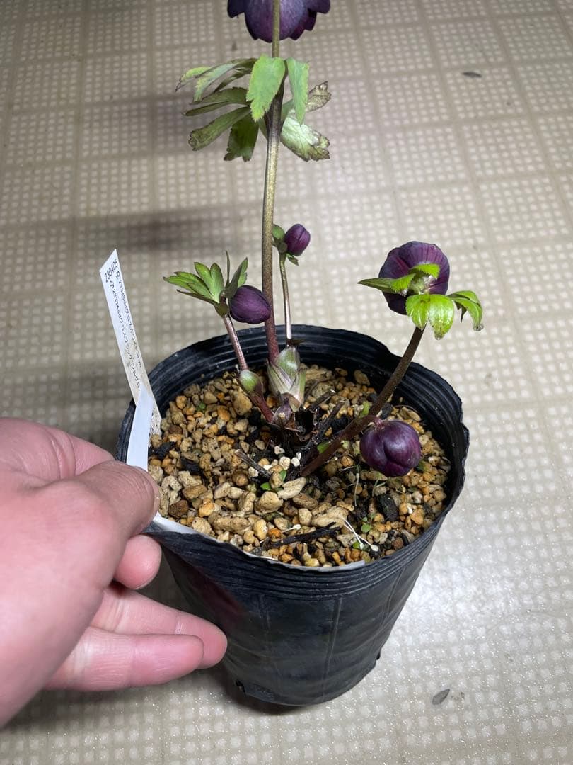 加藤農園 フルグロス交配 クリスマスローズ