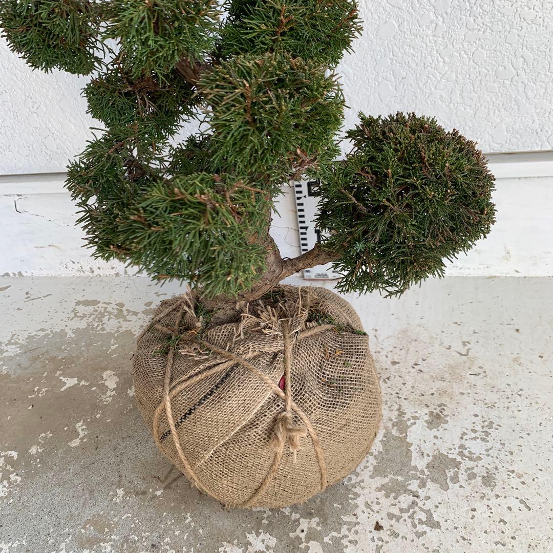 売り尽くし　黄金真柏　約80cm【オウゴンシンパク/盆栽/日本庭園】49