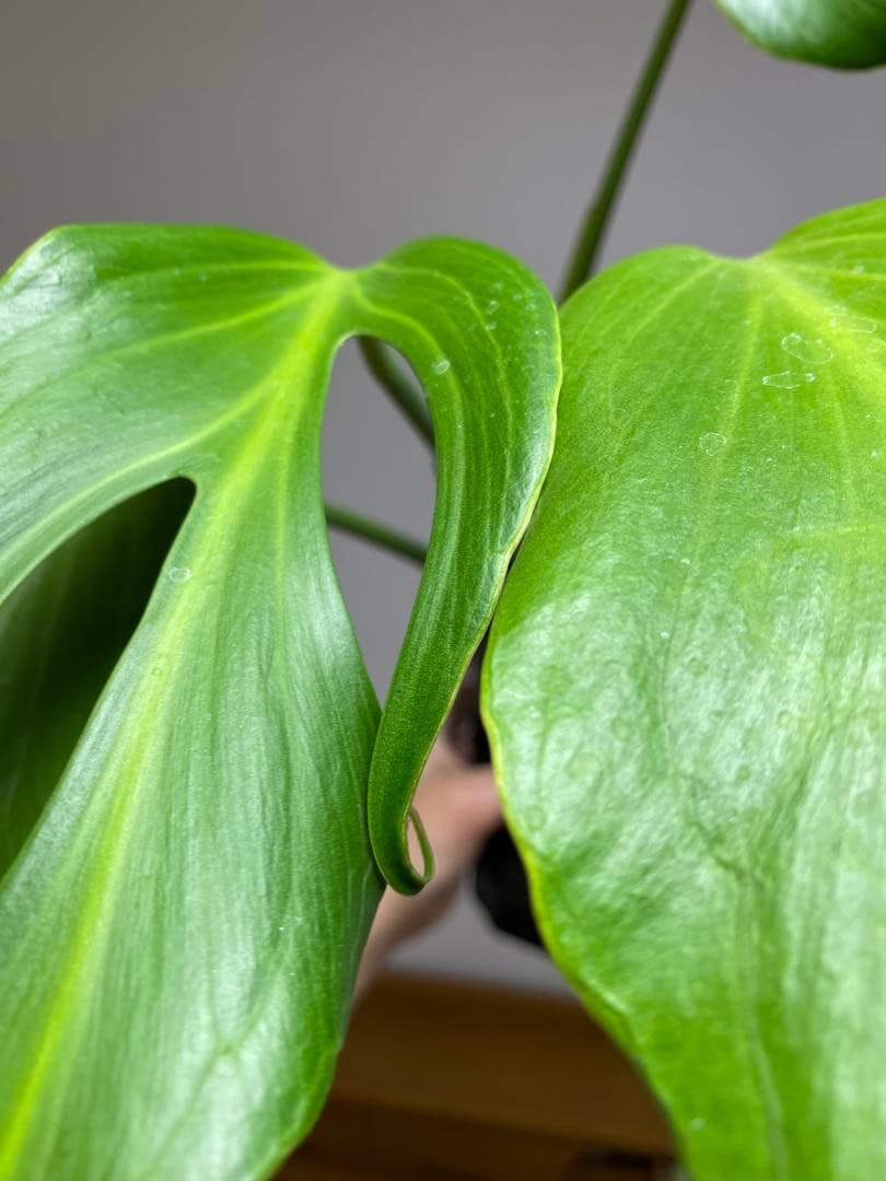 A*I様 【棚整理セール‼️】モンステラ　バールマルクス　希少　レア　人気‼️