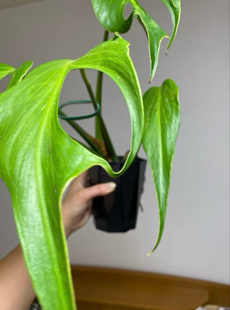 A*I様 【棚整理セール‼️】モンステラ　バールマルクス　希少　レア　人気‼️