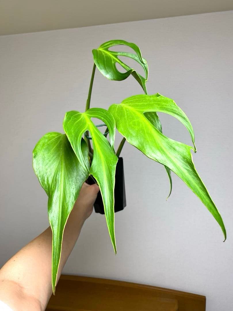 A*I様 【棚整理セール‼️】モンステラ　バールマルクス　希少　レア　人気‼️