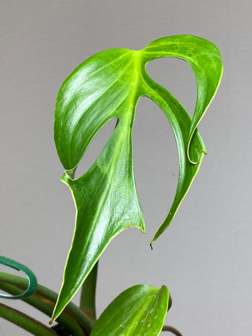 A*I様 【棚整理セール‼️】モンステラ　バールマルクス　希少　レア　人気‼️