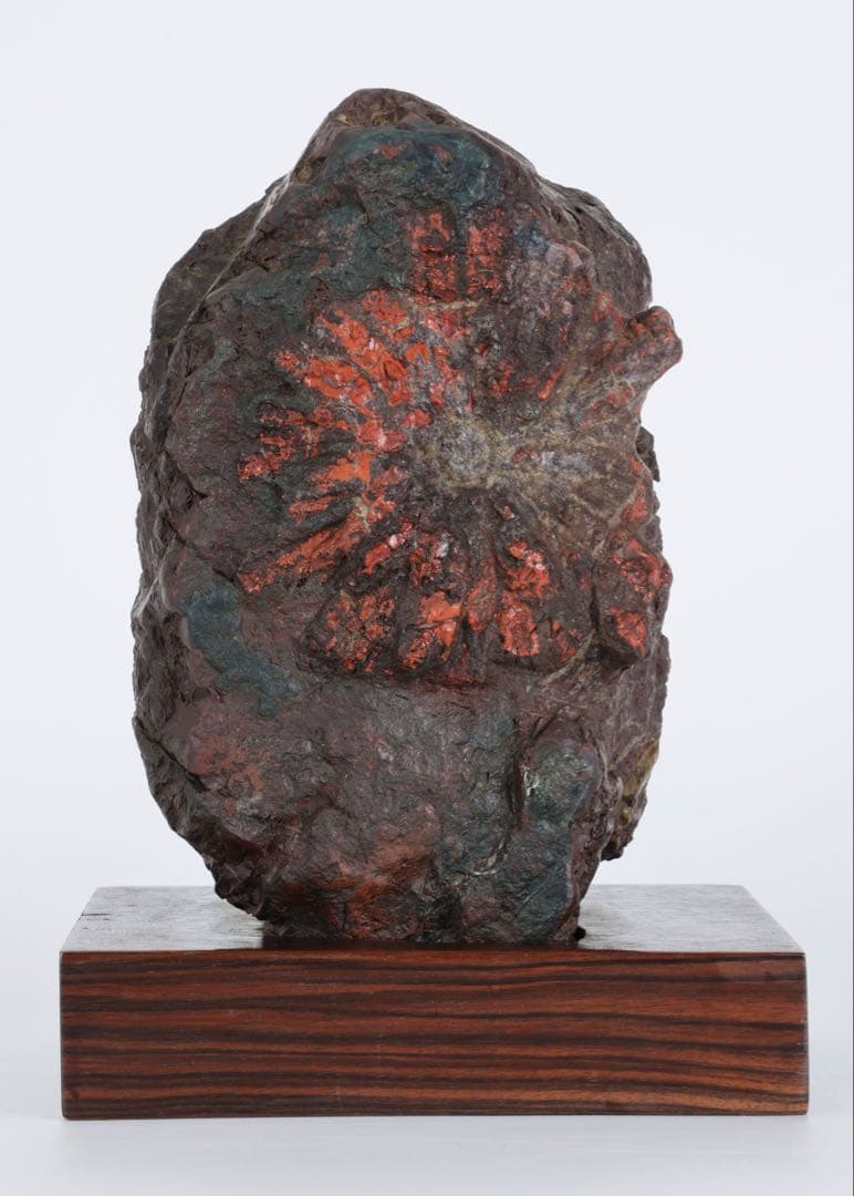 菊花石 赤花 大輪 台座付 5.2kg 原石 天然石 鑑賞石 水石 盆石 紋石