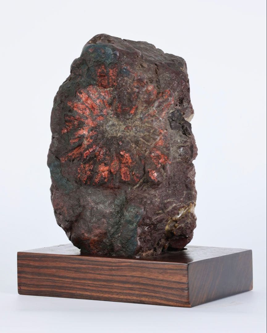 菊花石 赤花 大輪 台座付 5.2kg 原石 天然石 鑑賞石 水石 盆石 紋石