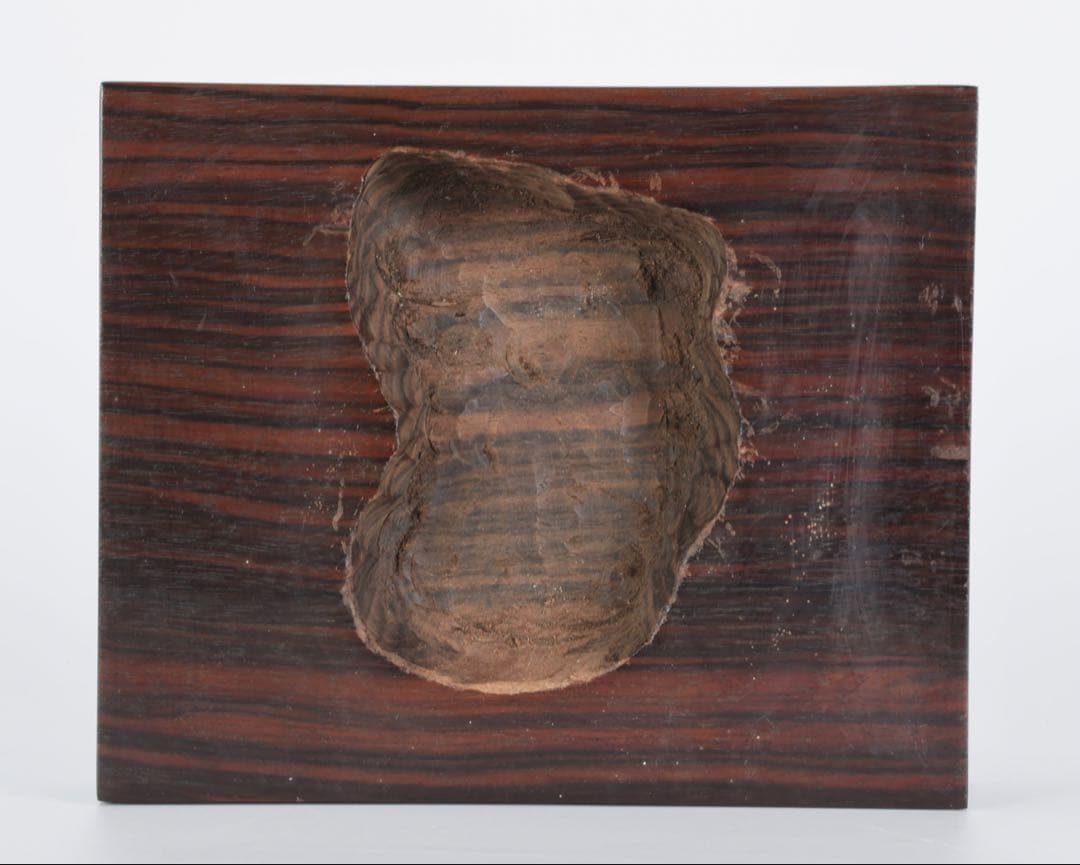 菊花石 赤花 大輪 台座付 5.2kg 原石 天然石 鑑賞石 水石 盆石 紋石